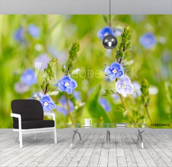 Picture of Blue wildflowers at the meadow